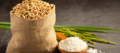 The Future of Farming in Nigeria: Sustainable Rice Cultivation for a Growing World