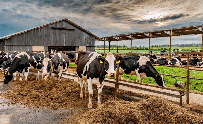 Sustainable Livestock & Animal Husbandry